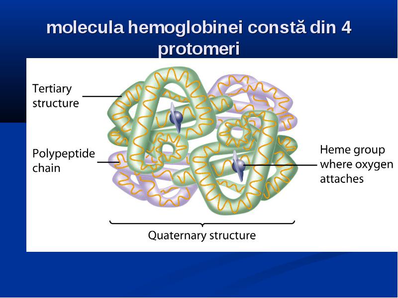 Structura Proteinelor Obiectivele Rolul Biochimiei în Sistemul De Instruire A Medicului 3429