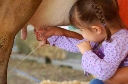 http://www.raw-milk-facts.com/images/littlegirlmilking.jpg