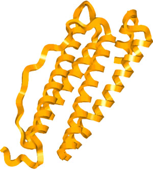 http://www.chemistry.wustl.edu/%7eedudev/labtutorials/ferritin/images/peptide_ribbon.jpg