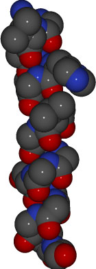 http://www.chemistry.wustl.edu/%7eedudev/labtutorials/ferritin/images/alphahelix_cpk.jpg