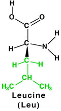 http://www.chemistry.wustl.edu/%7eedudev/labtutorials/ferritin/images/leu.jpg