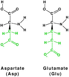 http://www.chemistry.wustl.edu/%7eedudev/labtutorials/ferritin/images/asp_glu.jpg