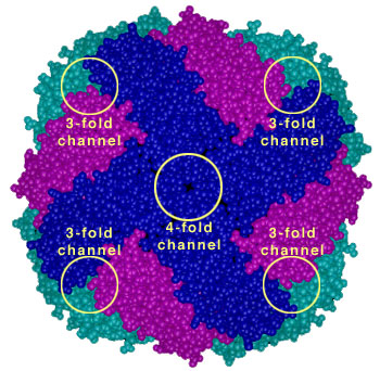 http://www.chemistry.wustl.edu/%7eedudev/labtutorials/ferritin/images/ferritin_cpk.jpg