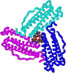 http://www.chemistry.wustl.edu/%7eedudev/labtutorials/ferritin/images/3fold.jpg