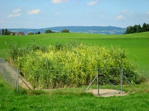 c:\users\murathuseyin\desktop\stauffer 2010 vertical cw switzerland phragmites australis.jpg