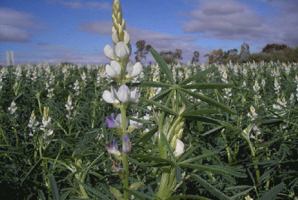 picture of a flowering lupin plant