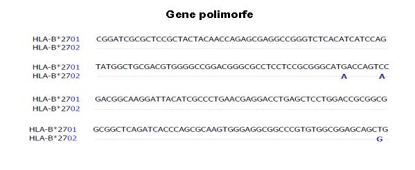 http://www.synevo.ro/wp-content/uploads/2009/08/fig-6.jpg