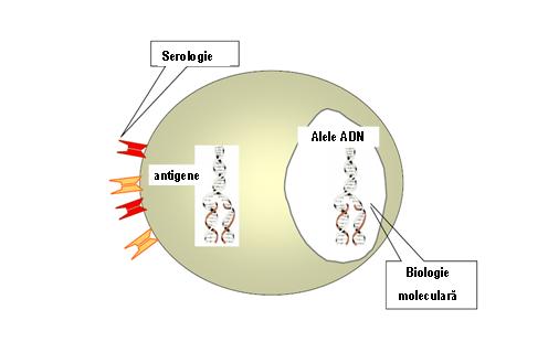 http://www.synevo.ro/wp-content/uploads/2009/08/fig-5.jpg