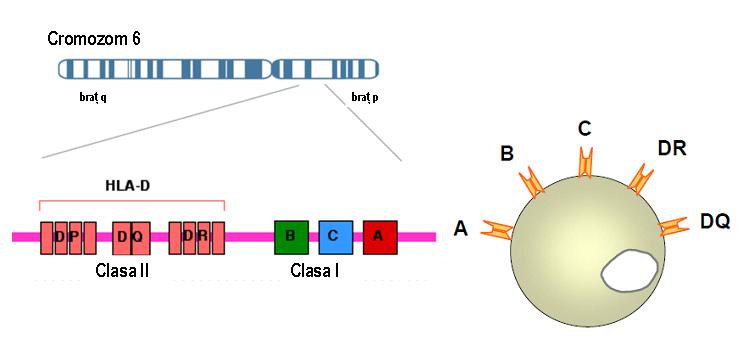 http://www.synevo.ro/wp-content/uploads/2009/08/fig-12.jpg