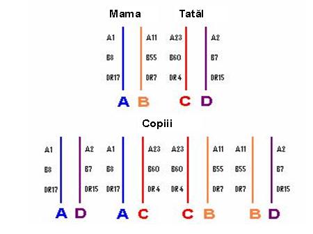 http://www.synevo.ro/wp-content/uploads/2009/08/fig-3.jpg