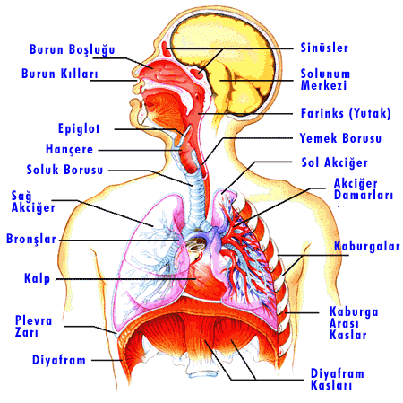 solunum organları