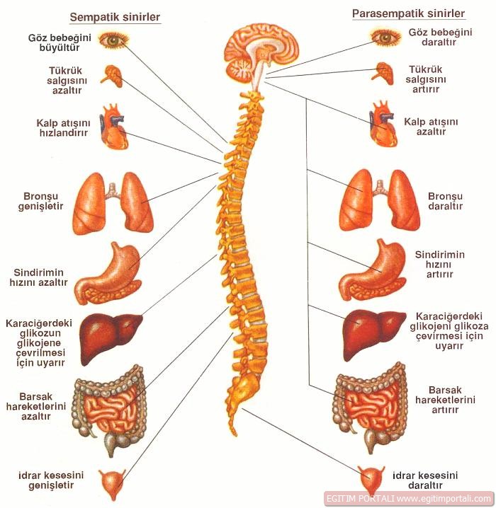 http://pelloterapi.files.wordpress.com/2011/11/otonom-sinir-sistemi1.jpg