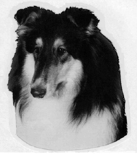 collie