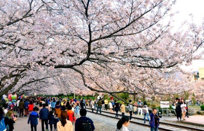 crowds gather for the cherry blossom festival in jinhae.