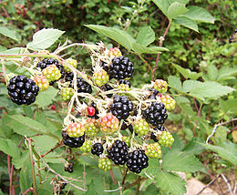 260px-blackberry_fruits10.jpg