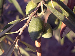 260px-olive-tree-fruit-august-0.jpg