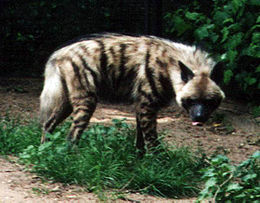 260px-striped_hyena.jpg