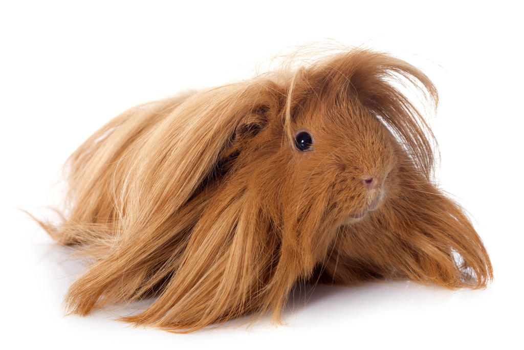 https://www.omlet.co.uk/images/cache/1024/683/guinea_pig-peruvian-a_peruvian_guinea_pig_with_incredible_long_brown_fur.jpg