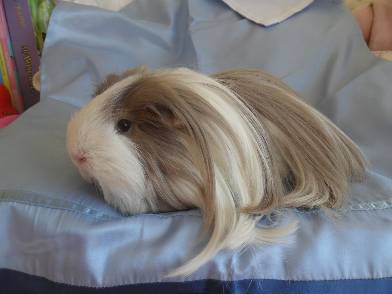 http://www.pets4homes.co.uk/images/classifieds/2013/06/15/333880/large/lovley-sheltie-guinea-pig-51bce3bb25944.jpg