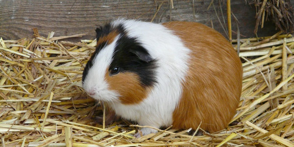 meerschweinchen bei aquatop in würselen