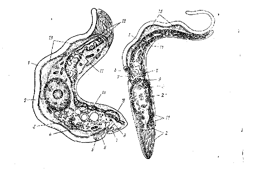 Трипаносома строение рисунок