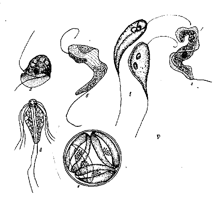 На рисунке изображено одно из проявлений жизнедеятельности. Лямблия лейшмания трихомонада. Трипомастигота трипаносомы. Трипаносома и лейшмания. Лейшмании трипаносомы лямблии.
