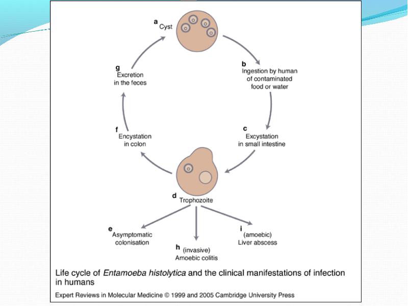 Жизненный цикл entamoeba histolytica схема