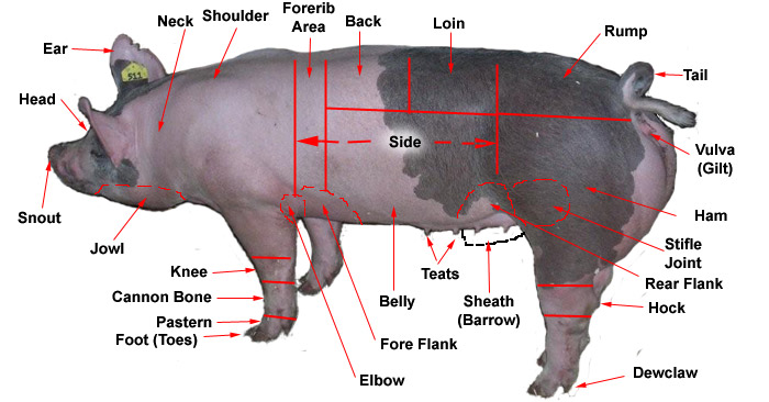 http://www.geauga4h.org/swine/swine_body_parts_labeled.jpg