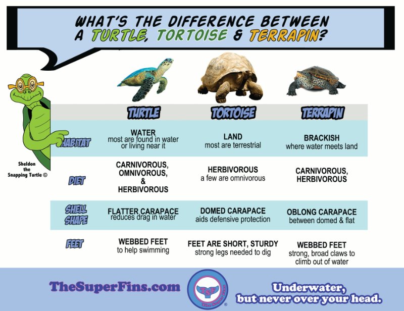 Черепахи и нет им конца. Turtle vs Tortoise разница. Tortoise Turtle отличия. Разница между Terrapin и Turtle. Terrapin Turtle Tortoise разница.