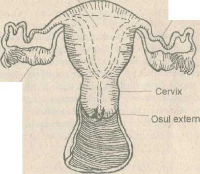 cum se masează penisul și testiculele